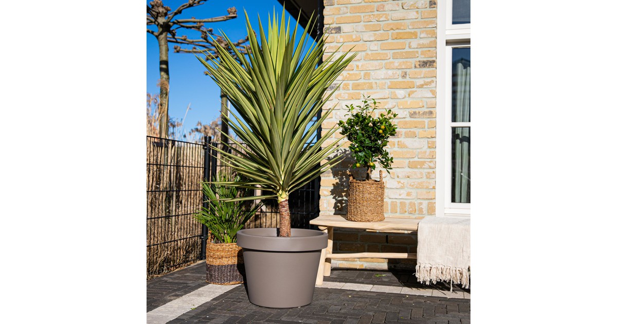 Yucca Jewel - 200cm