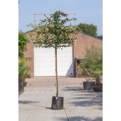 Vlamboom als leiboom Parrotia persica h 300 cm st. omtrek 10 cm st. h 180 cm