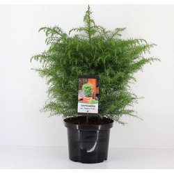 Cryptomeria jap elegans virides 75 cm