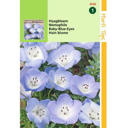 2 stuks - Nemophila Insignis Hemelsblauw
