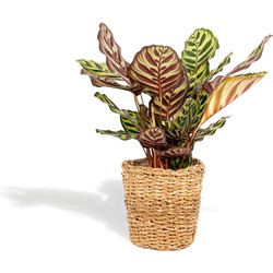 Hello Plants Calathea Makoyana Pauwenplant in Mand - Ø 14 cm - Hoogte: 45 cm - Kamerplant