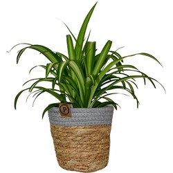 ZynesFlora - Chlorophytum in Mandje - Graslelie - Kamerplant in pot - Ø 12 cm - Hoogte: 25 - 30 cm - Luchtzuiverend