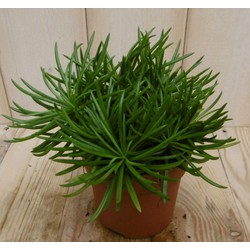 2 stuks! Kamerplant Himalaya Highlands Senecio Archeri Himalaya