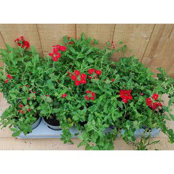 Verbena 10 potjes per tray kleur mix