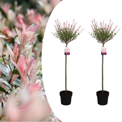 Salix Flamingo - Set van 2 - Bonte Wilg - Pot 21cm - Hoogte 110-120cm