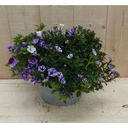 Zinken bakje zomerbloeiers paars/blauw dia. 20 cm