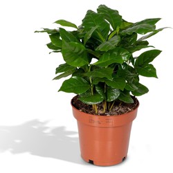 Hello Plants Coffea Arabica Koffieplant - Ø 12 cm - Hoogte: 25 cm - Kamerplant