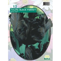 3 stuks - Tulipa Black Parrot Parkiet per 12 bloembollen