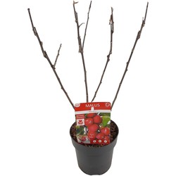 Hello Plants Malus Appletini Appelboom - Fruitboom - Ø 13 cm - Hoogte: 10 cm