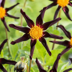 Dahlia 'Verrone's Obsidian' - Set van 3 - Dahliaknollen - Zomerbloeiers - Paars