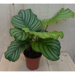 Calathea Orbifolia Pauwenplant groen blad gestreept 30 cm