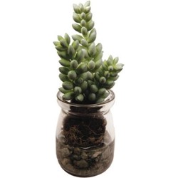 Succulente Sedum en pot - Vert / 13 cm