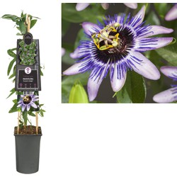 3 stuks - Klimplant Passiflora Damsel s Delight 75 cm - Van der Starre