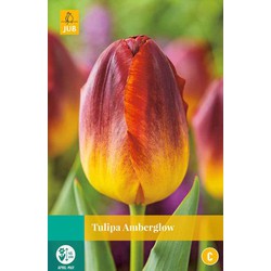 Tulipa Amberglow