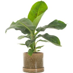 Bananenplant (Musa)