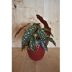 Begonia Maculata in rode pot