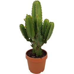 Euphorbia Ingens 'cowboycactus' XL - cactus - pot 24cm - hoogte 85-95cm