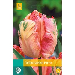 3 stuks - Tulipa Apricot Parrot 5 bollen