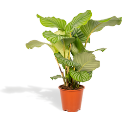 Calathea Orbifolia - 75cm hoog, ø19cm - Kamerplant - Schaduwplant - Luchtreinigend