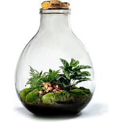 Growing Concepts EcoCork XXXL terrarium - Botanische planten 54cm / 38cm / Glas - 54cm