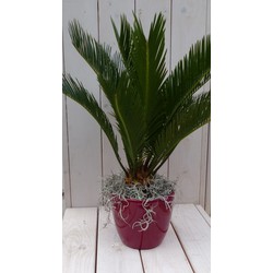 Palmfarn Friedenspalme im roten Topf 50 cm Naturally - Warentuin Natuurlijk