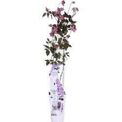 Hello Plants Clematis Montana Fincent Bosrank - Klimplant - Ø 15 cm - Hoogte: 65 cm