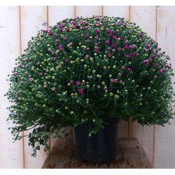 Chrysant Roze GROOT