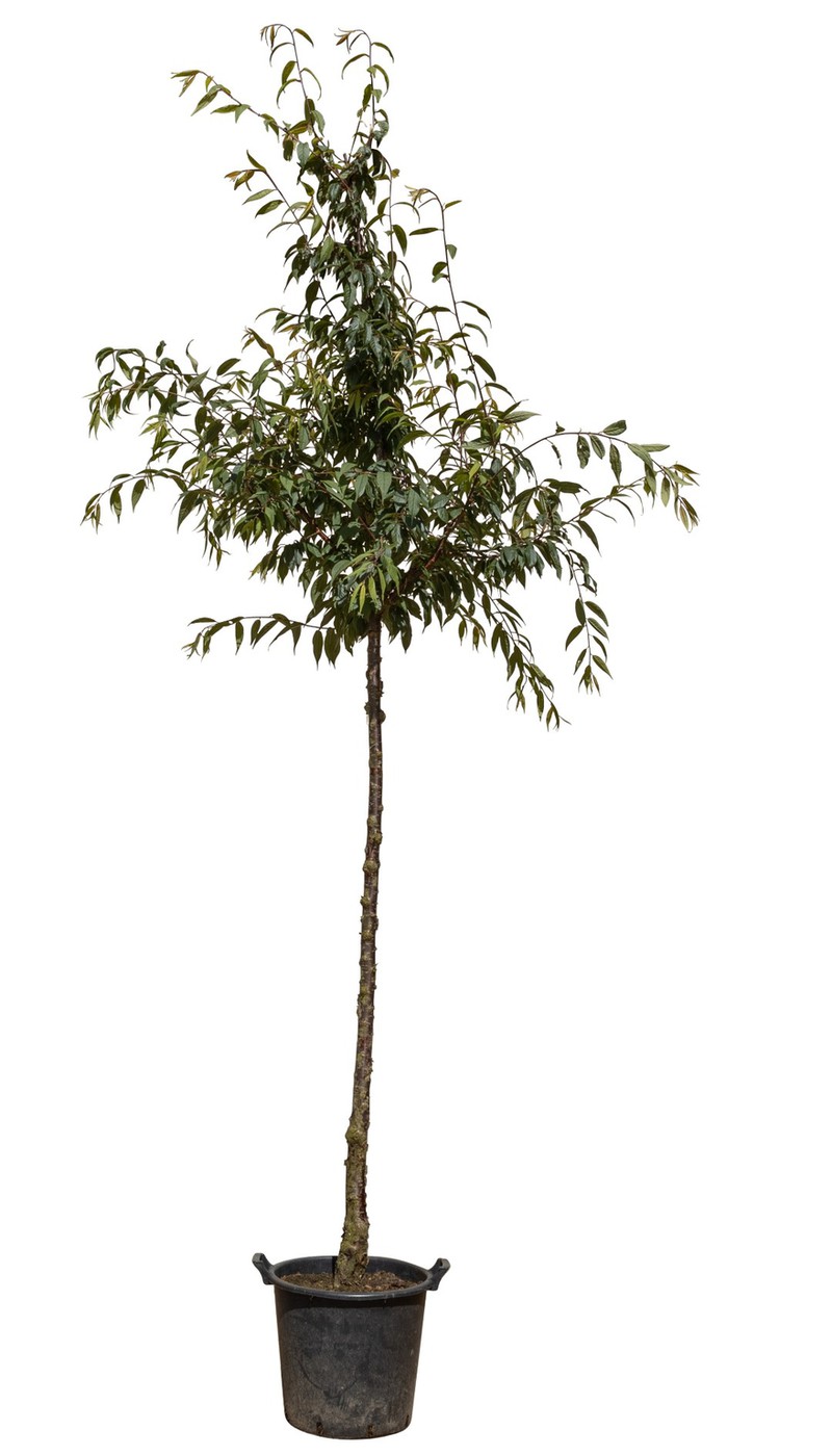 Tibetaanse sierkers Prunus serrula 350 cm - Warentuin Natuurlijk - 