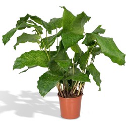 Hello Plants Calathea Network Pauwenplant - Ø 14 cm - Hoogte: 30 cm - Kamerplant