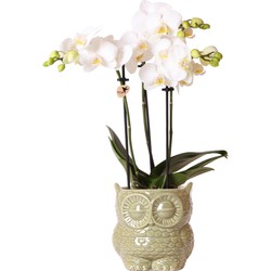 Kolibri Orchids | witte Phalaenopsis orchidee – Amabilis + Owl sierpot groen – potmaat Ø9cm – 40cm hoog | bloeiende kamerplant in bloempot - vers van de kweker