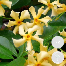 2x Trachelospermum Star of Toscana – Gele Toscaanse Jasmijn – Klimplant  - ⌀ 15 cm -↕60-70 cm