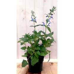 3 stuks - Salvia blauw - Warentuin Natuurlijk
