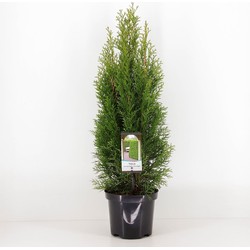 Thuja occidentalis smaragd 40-60 cm