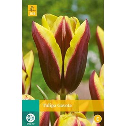 3 stuks - Tulipa Gavota 8 bollen