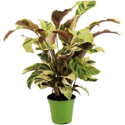 Calathea Fusion Yellow - Luchtzuiverend - Kamerplant - Pot 14cm - Hoogte 30-40cm