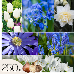 Mix bloembollen - Set van 250 - Tulipa, Anem. Narcis. Allium, Muscari