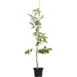 2 stuks! Walnotenboom Broadview Juglans r. Broadview h 162,5 cm st. omtrek 2 cm boom - Warentuin Natuurlijk