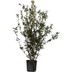 2 stuks! Steeneik solitair Quercus Ilex 112,5 cm