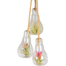 Floraya - Luchtplantjes - Tillandsia - 3 st in hangglas ⌀8 cm - ↕15 cm
