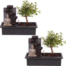 Bonsaiboompje met Easy-care watersysteem - Set van 2 - Boeddha - Hoogte 25-35cm