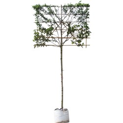 Krentenboom leiboom 180 cm Amelanchier lamarckii 300 cm