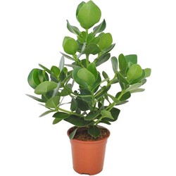 Clusia rosea 'Princess' - Pot 17cm - Hoogte 50-60cm