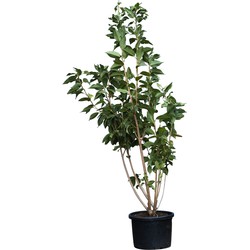 Gewone Japanse sierkers meerstammig Prunus serr. Kanzan 187,5 cm