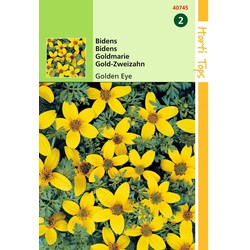 2 stuks - Bidens Humilis Golden Eye