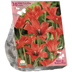 Bees & Butterflies Tulipa Linifolia per 30 bloembollen