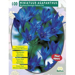 2 stuks - Zomer Bloembollen Brodiaea Fabiola per 100