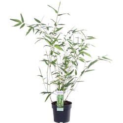 Hello Plants Phyllostachys Bissetii Bamboe - Heg Haag Plant - Ø 14 cm - Hoogte: 40 cm