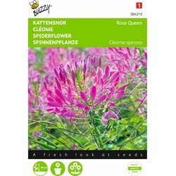 2 stuks - Cleome Spinosa Rose Queen