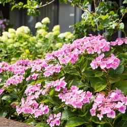 Classic Teller Hydrangea, Roze - Hortensia - 45cm hoog - ø23cm potmaat - Tuin & Terras