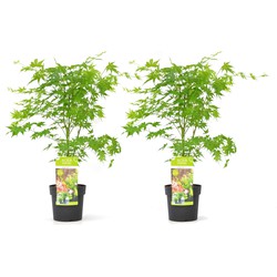 Acer palmatum 'Going Green' - Set van 2 - Esdoorn - Pot 19cm - Hoogte 50-60cm